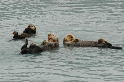[raft of otters]
